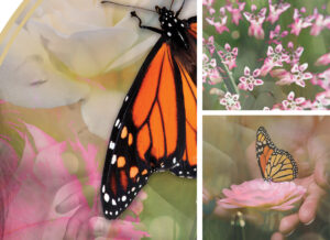 Monarch Love - Close up of sections of the digital collage artwork